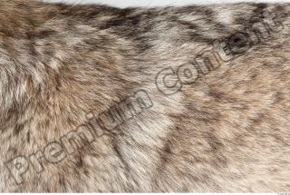 Wolf fur photo reference 0004